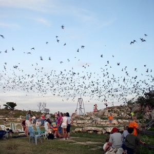 Bats in the Sky at the Frio Bat Flight in Texas