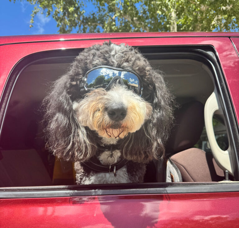 Best Pet Friendly Campgrounds on the Frio River in Concan, Texas.